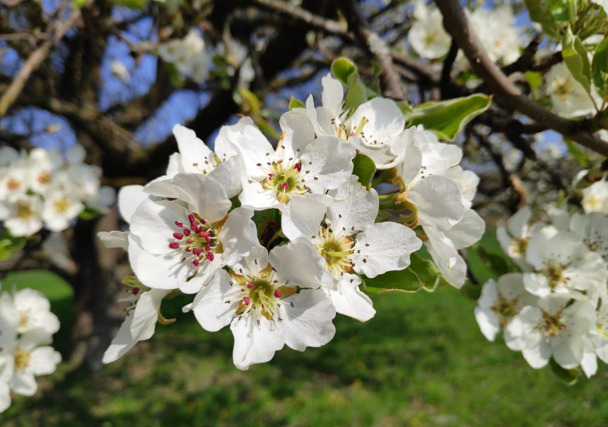 Bachblüten bei Tieren, Blütentherapie