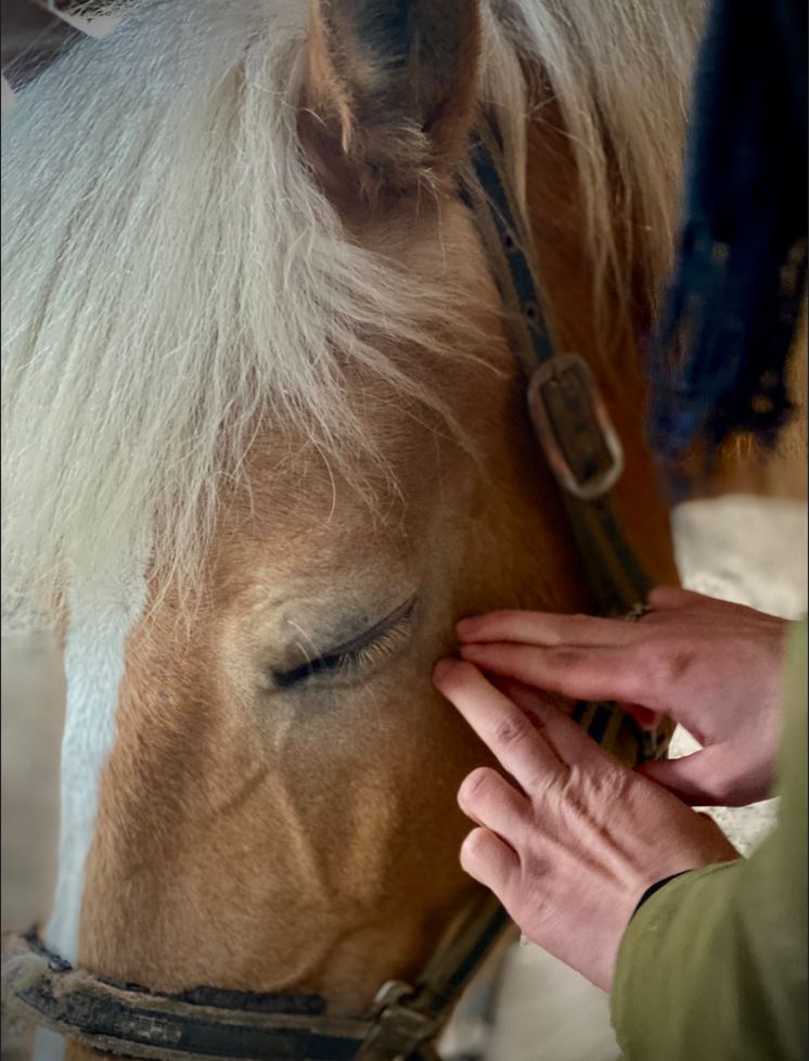 Meridianbehandlung, Pferdeakupunktur, Touch for Health Tier