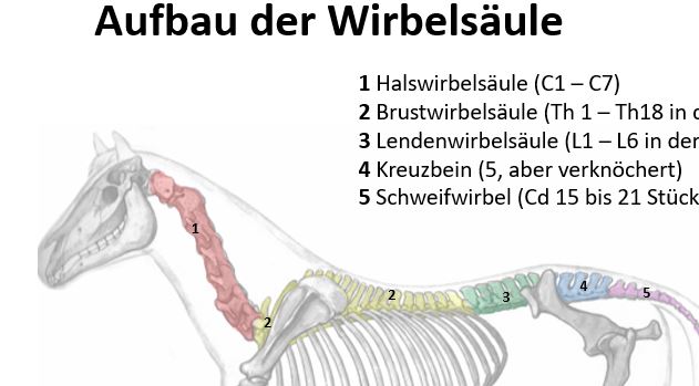 Anatomie Pferd Mensch