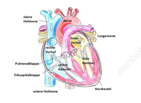 Anatomie Pferd herz