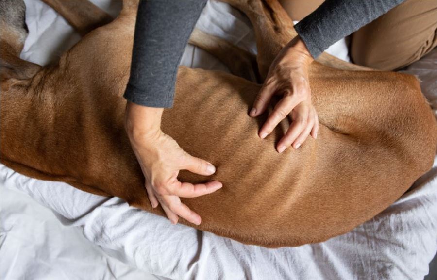 Hundeosteopathie Behandlung Rippen