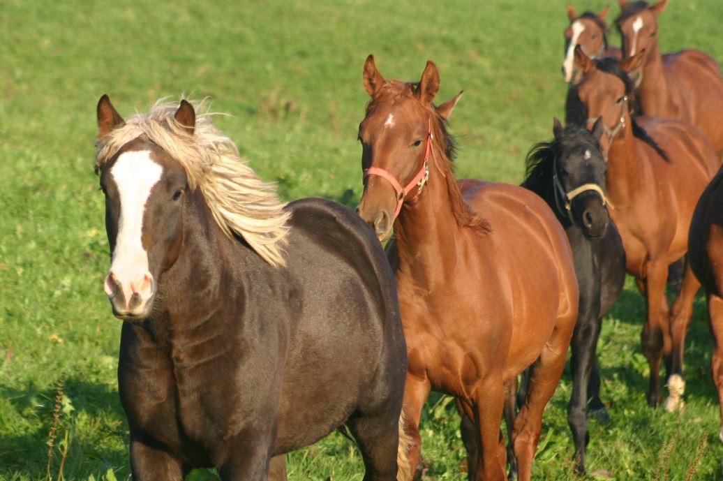 Vitaltät steigern durch gutes Basiswissen der Pferdegesundheit