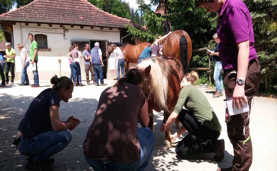 Kursteilnehmer am Pferd